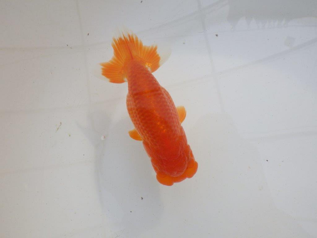 【岐阜超フンタンブリーダー】素晴らしいフンタン！明け二歳らんちゅう 約12,5㎝ メス？の上身