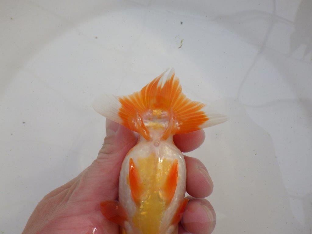 【岐阜超フンタンブリーダー】素晴らしいフンタン！明け二歳らんちゅう 約12,5㎝ メス？