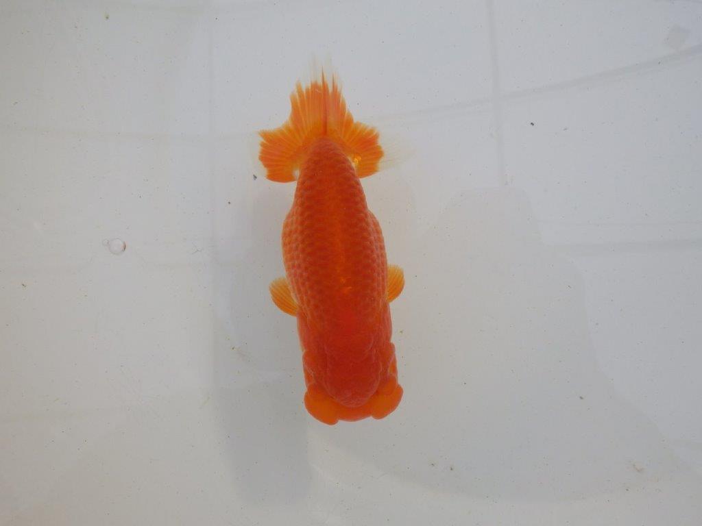 【岐阜超フンタンブリーダー】素晴らしいフンタン！明け二歳らんちゅう 約12,5㎝ メス？