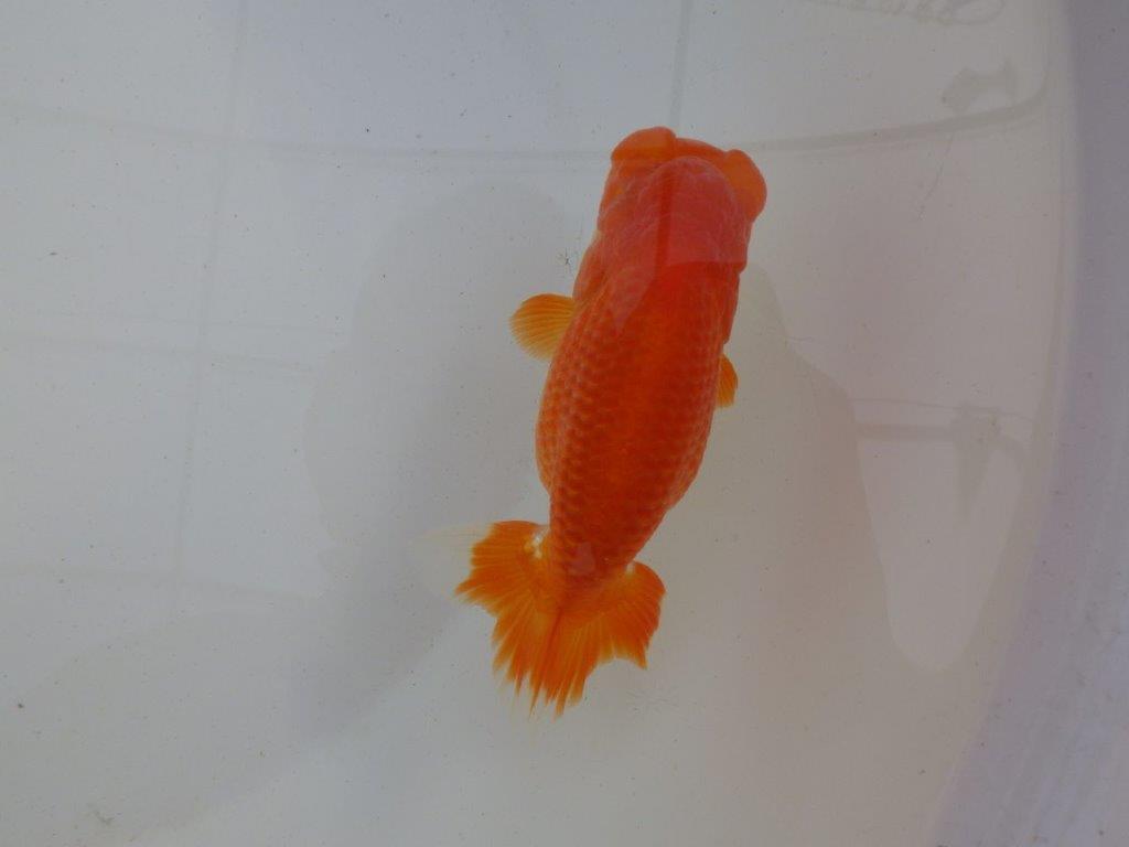 【岐阜超フンタンブリーダー】素晴らしいフンタン！明け二歳らんちゅう 約12,5㎝ メス？