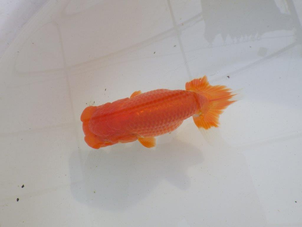 【岐阜超フンタンブリーダー】素晴らしいフンタン！明け二歳らんちゅう 約12,5㎝ メス？