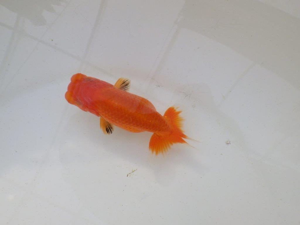 【岐阜超フンタンブリーダー】目指せサイズアップ！明け二歳らんちゅう 約11㎝ メス？