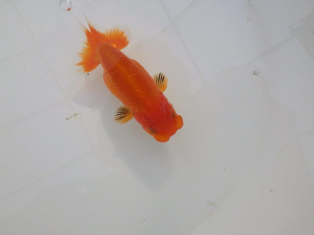 【岐阜超フンタンブリーダー】目指せサイズアップ！明け二歳らんちゅう 約11㎝ メス？の上身