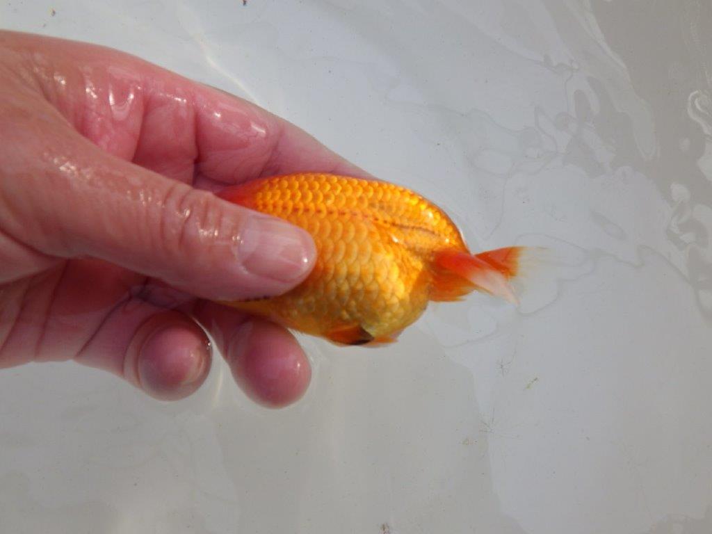 【岐阜超フンタンブリーダー】目指せサイズアップ！明け二歳らんちゅう 約11㎝ メス？