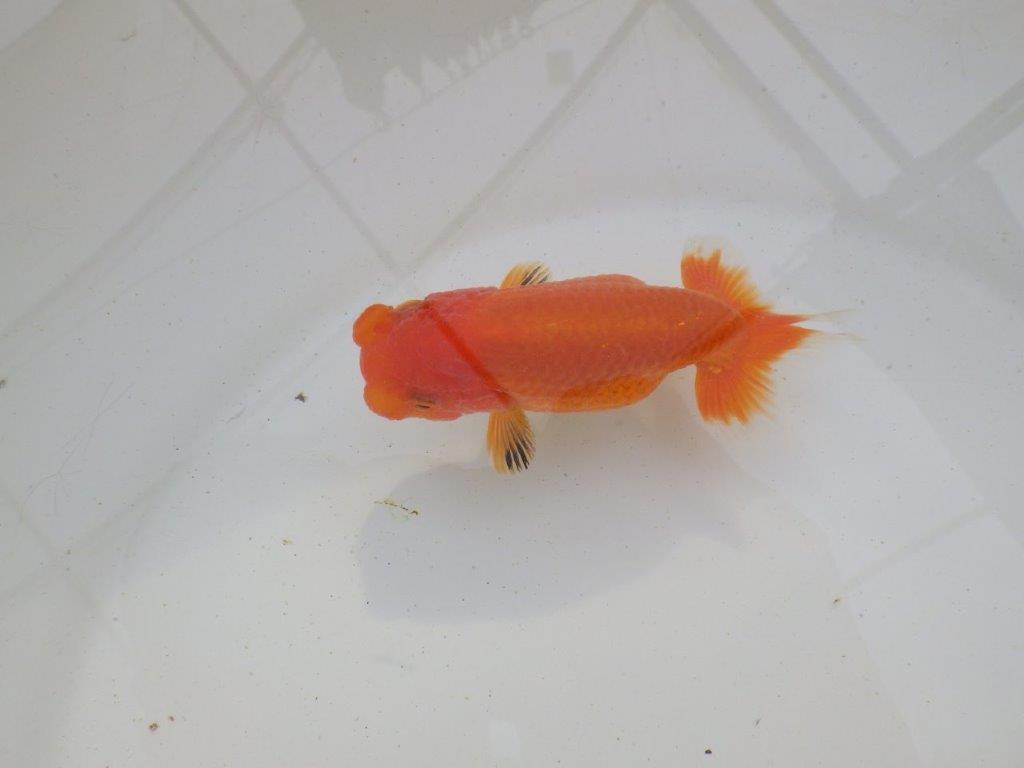 【岐阜超フンタンブリーダー】目指せサイズアップ！明け二歳らんちゅう 約11㎝ メス？