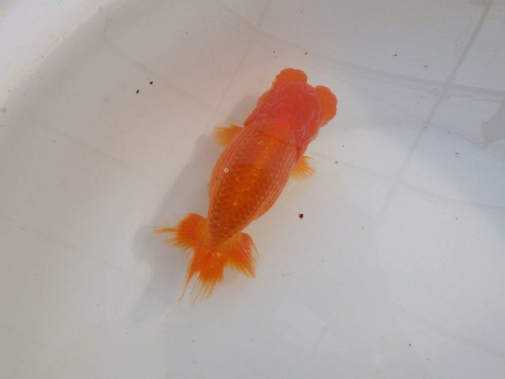 【岐阜超フンタンブリーダー】タネにお使い頂きたいフンタン明け二歳らんちゅう 約14,5㎝ メス？