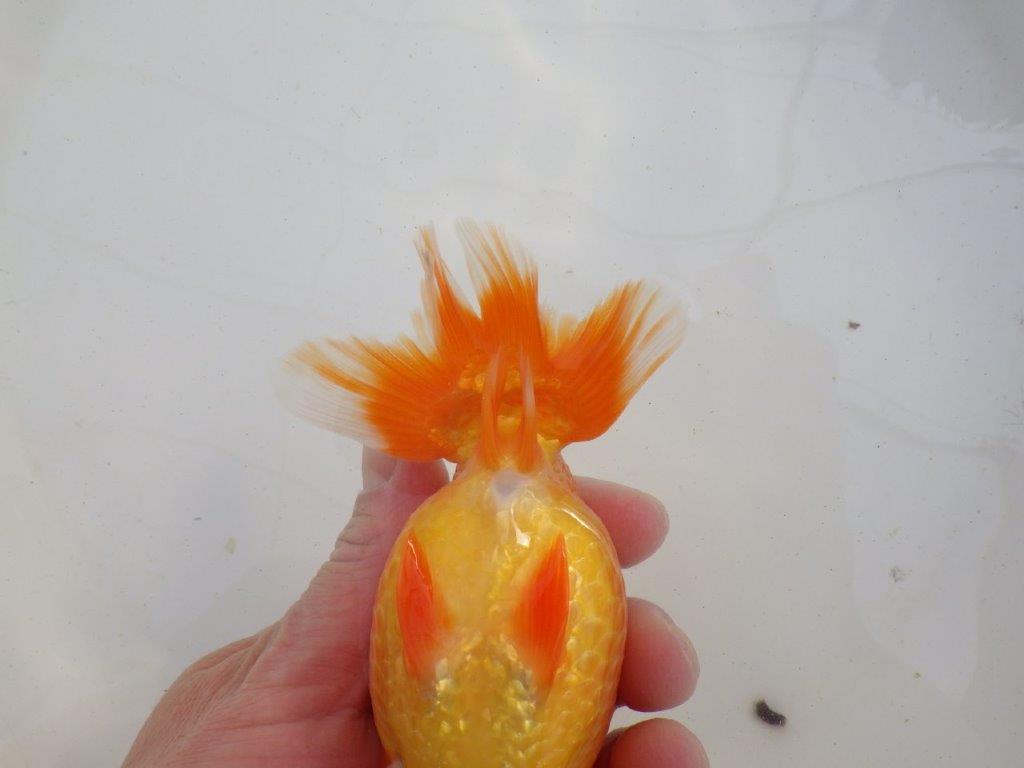 【岐阜超フンタンブリーダー】タネにお使い頂きたいフンタン明け二歳らんちゅう 約14,5㎝ メス？