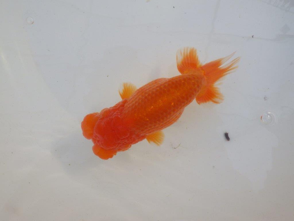 【岐阜超フンタンブリーダー】タネにお使い頂きたいフンタン明け二歳らんちゅう 約14,5㎝ メス？