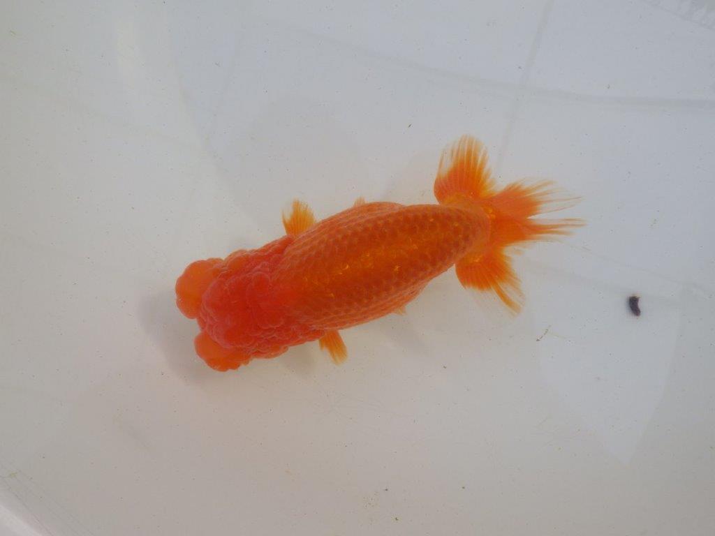 【岐阜超フンタンブリーダー】タネにお使い頂きたいフンタン明け二歳らんちゅう 約14,5㎝ メス？