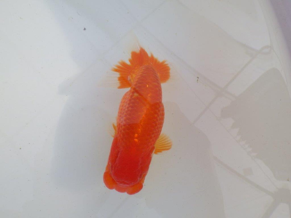 【岐阜超フンタンブリーダー】飼い込みお勧め明け二歳らんちゅう 約13㎝ オス？