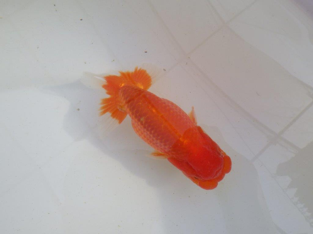 【岐阜超フンタンブリーダー】飼い込みお勧め明け二歳らんちゅう 約13㎝ オス？