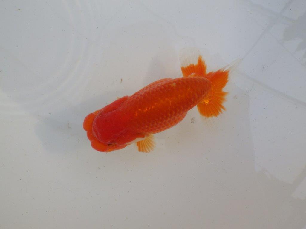 【岐阜超フンタンブリーダー】飼い込みお勧め明け二歳らんちゅう 約13㎝ オス？