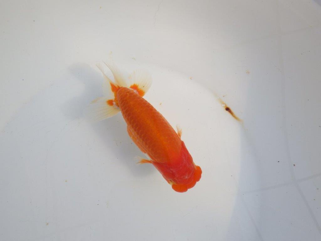 【浜松 津島 喜至 氏】タネにお勧め系統 A 約15,5㎝ オス?