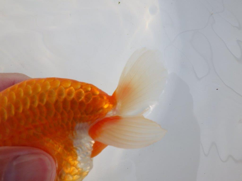 【浜松 津島 喜至 氏】タネにお勧め系統 A 約15,5㎝ オス?