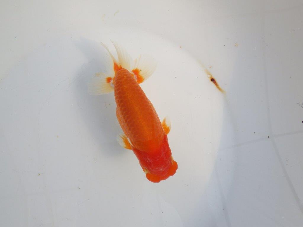 【浜松 津島 喜至 氏】タネにお勧め系統 A 約15,5㎝ オス?