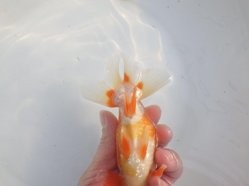 【浜松 津島 喜至 氏】タネにお勧め系統 A 約15,5㎝ オス?