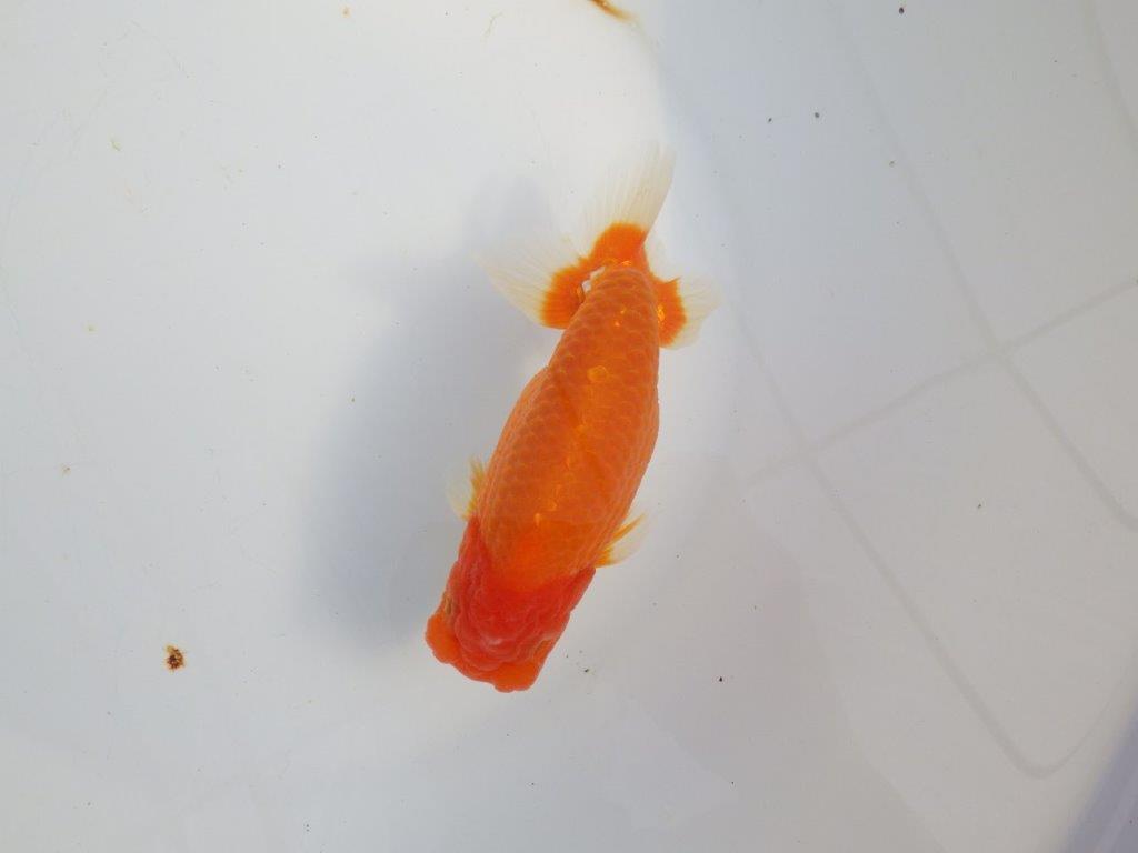 【浜松　津島　喜至　氏】タネにお勧め系統　B　約15,5㎝ オス？