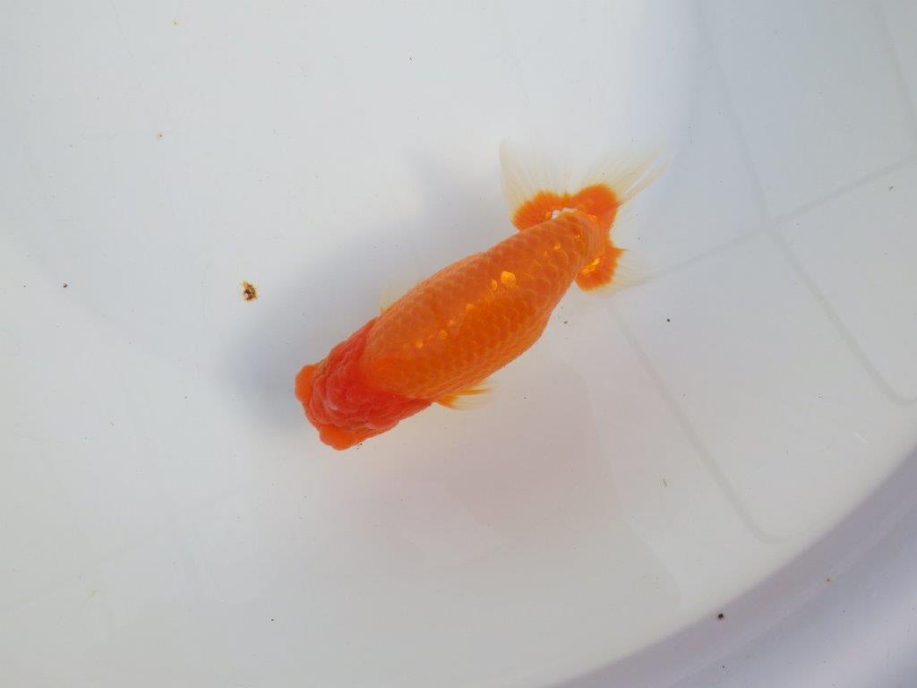 【浜松　津島　喜至　氏】タネにお勧め系統　B　約15,5㎝ オス？