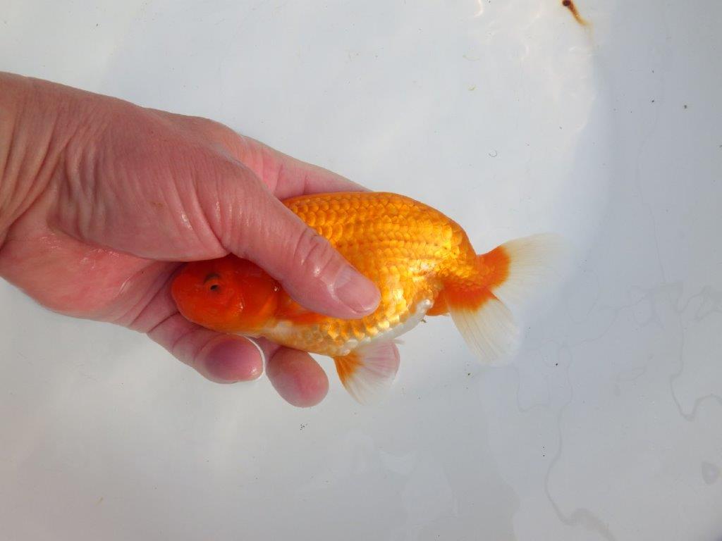 【浜松　津島　喜至　氏】タネにお勧め系統　B　約15,5㎝ オス？