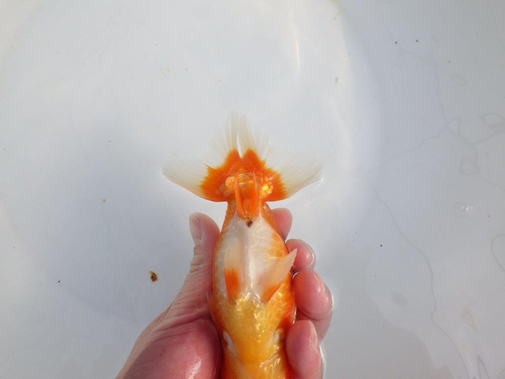 【浜松　津島　喜至　氏】タネにお勧め系統　B　約15,5㎝ オス？