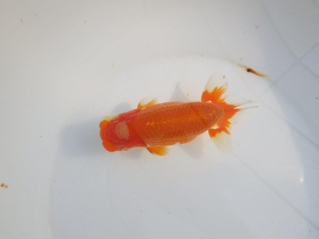 【浜松 津島 喜至 氏】タネにお勧め系統 C 約15㎝ オス?