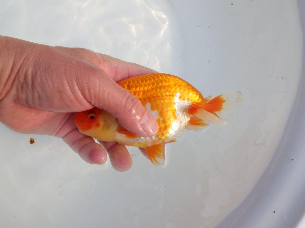 【浜松 津島 喜至 氏】タネにお勧め系統 C 約15㎝ オス?