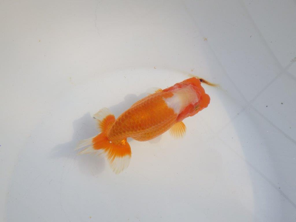 【浜松　津島　喜至　氏】タネにお勧め系統　D　約14㎝ メス？