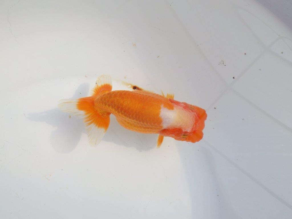 【浜松　津島　喜至　氏】タネにお勧め系統　D　約14㎝ メス？