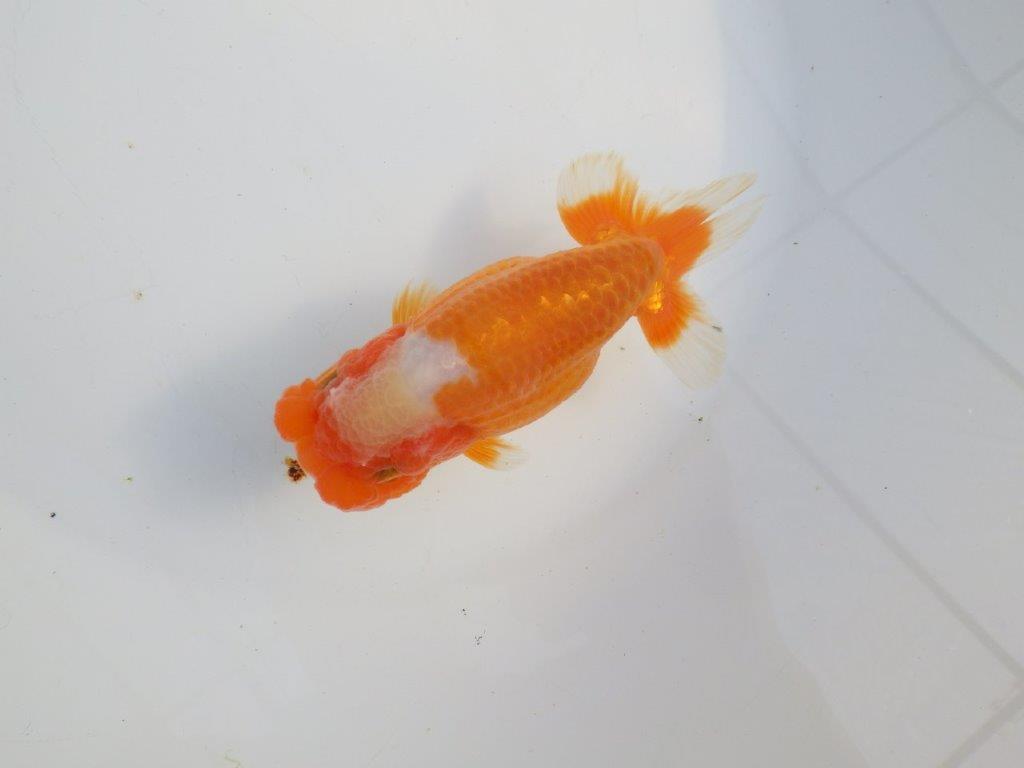 【浜松　津島　喜至　氏】タネにお勧め系統　D　約14㎝ メス？