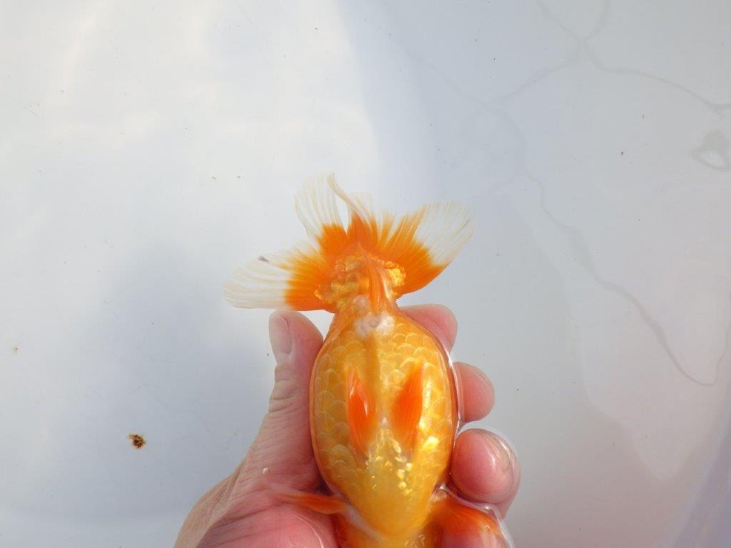 【浜松　津島　喜至　氏】タネにお勧め系統　D　約14㎝ メス？