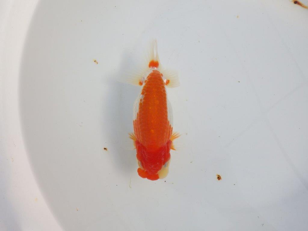 【浜松　津島　喜至　氏】タネにお勧め系統　F　約15,5㎝