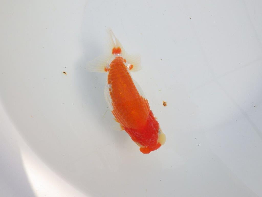 【浜松　津島　喜至　氏】タネにお勧め系統　F　約15,5㎝