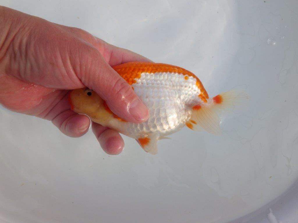 【浜松　津島　喜至　氏】タネにお勧め系統　F　約15,5㎝