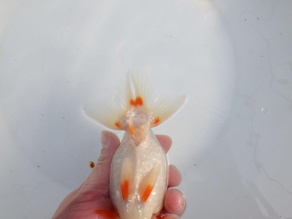 【浜松　津島　喜至　氏】タネにお勧め系統　F　約15,5㎝