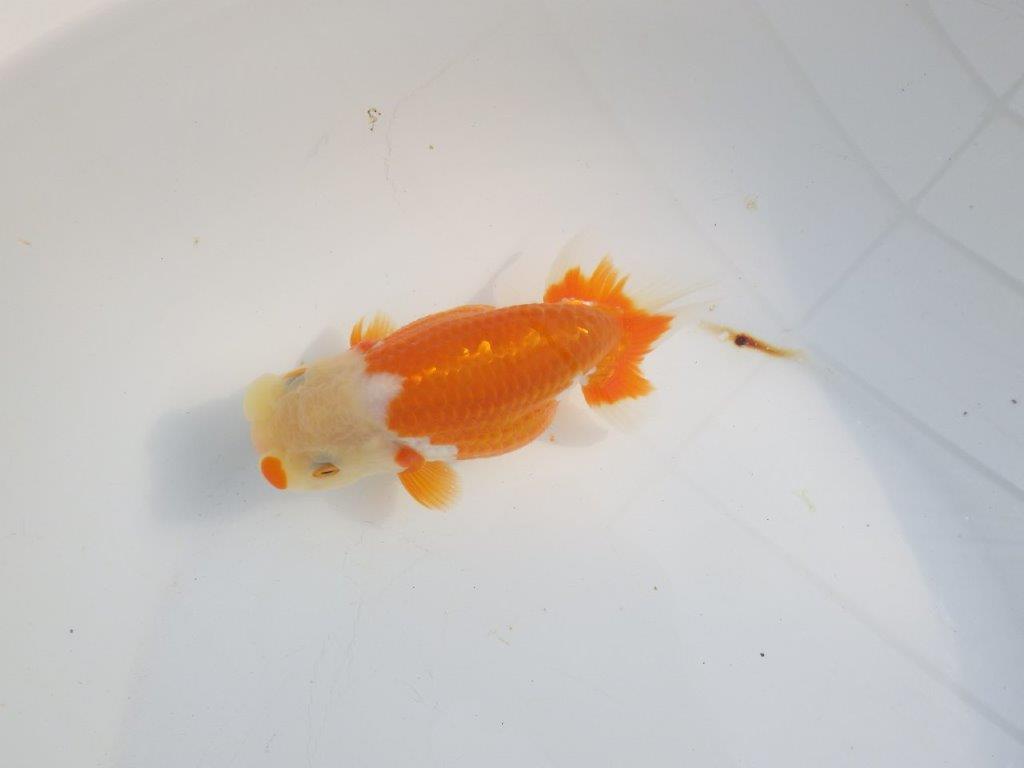 【浜松　津島　喜至　氏】タネにお勧め系統　G　約15㎝