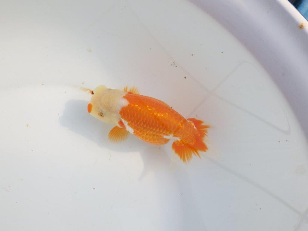 【浜松　津島　喜至　氏】タネにお勧め系統　G　約15㎝