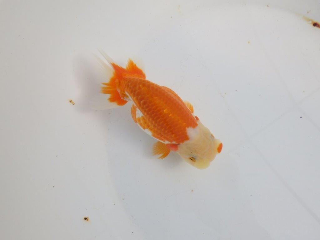 【浜松　津島　喜至　氏】タネにお勧め系統　G　約15㎝