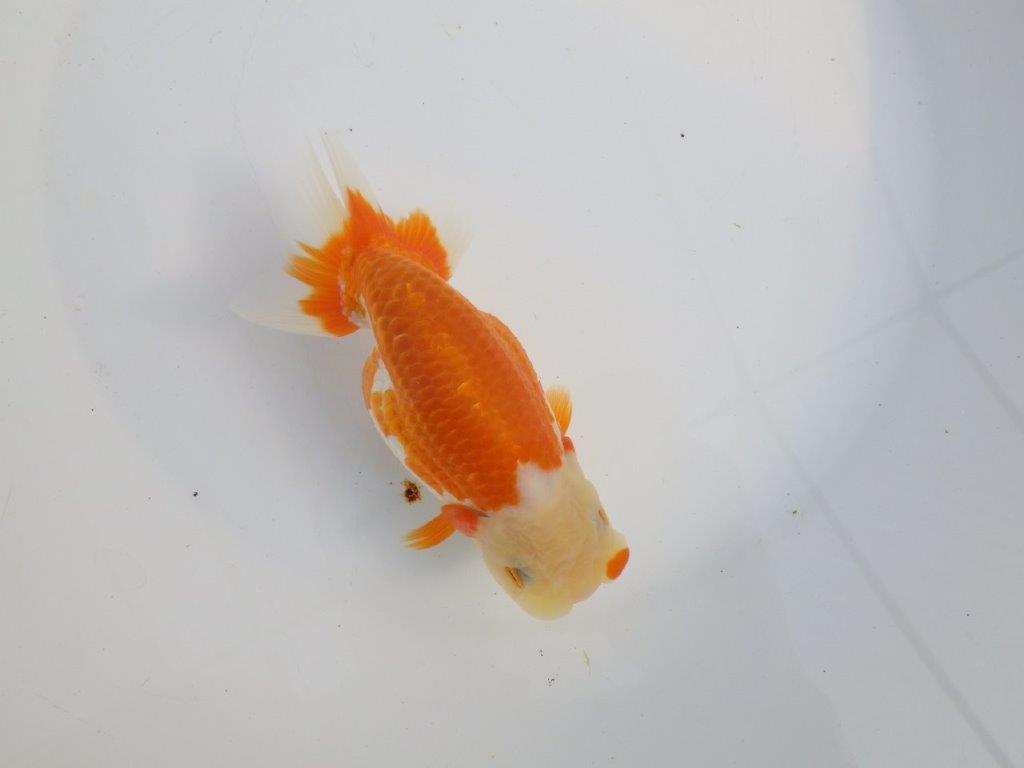 【浜松　津島　喜至　氏】タネにお勧め系統　G　約15㎝