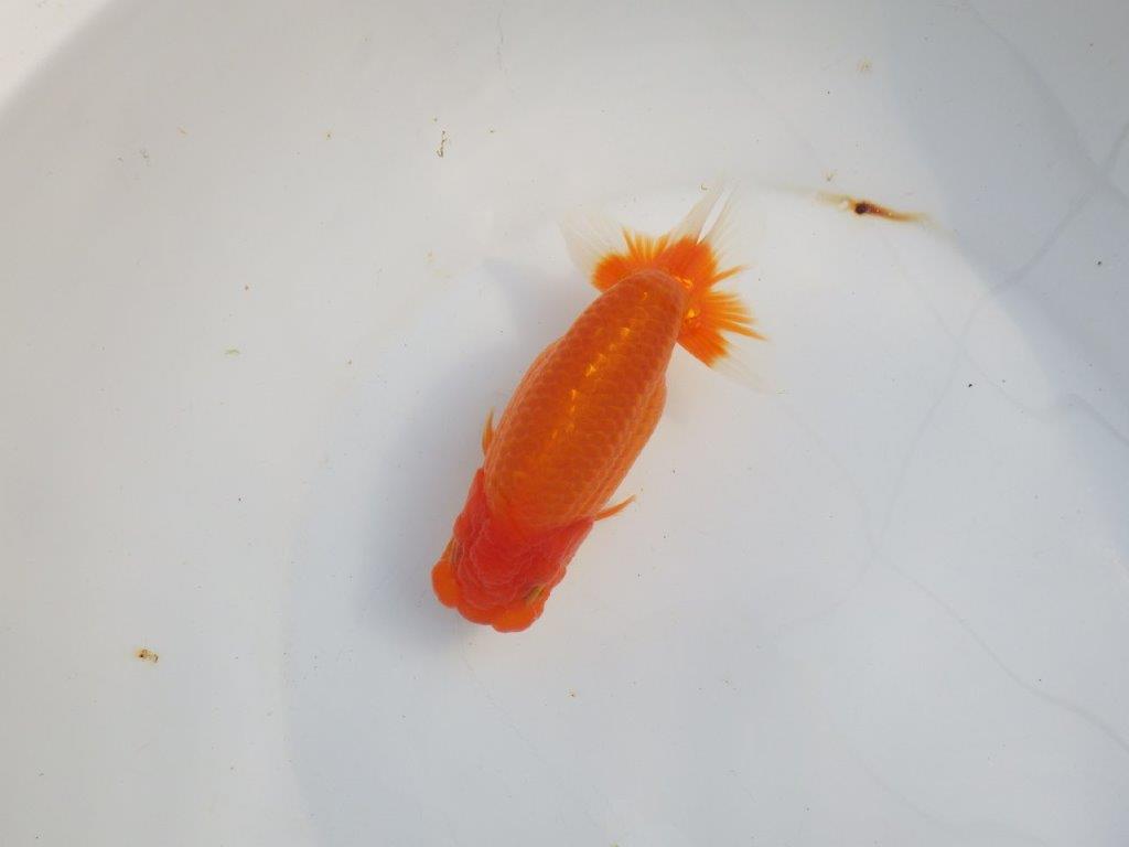 【浜松　津島　喜至　氏】タネにお勧め系統　H　約15,5㎝の上身