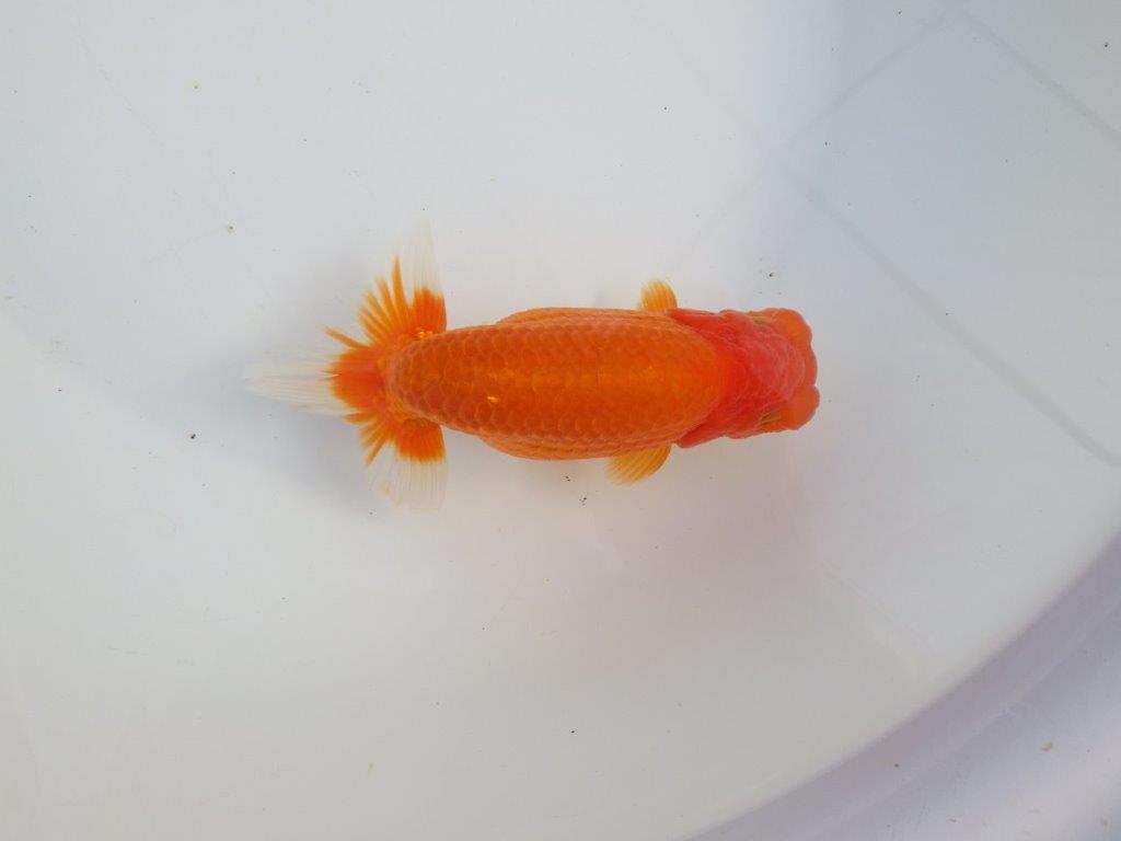 【浜松　津島　喜至　氏】タネにお勧め系統　H　約15,5㎝