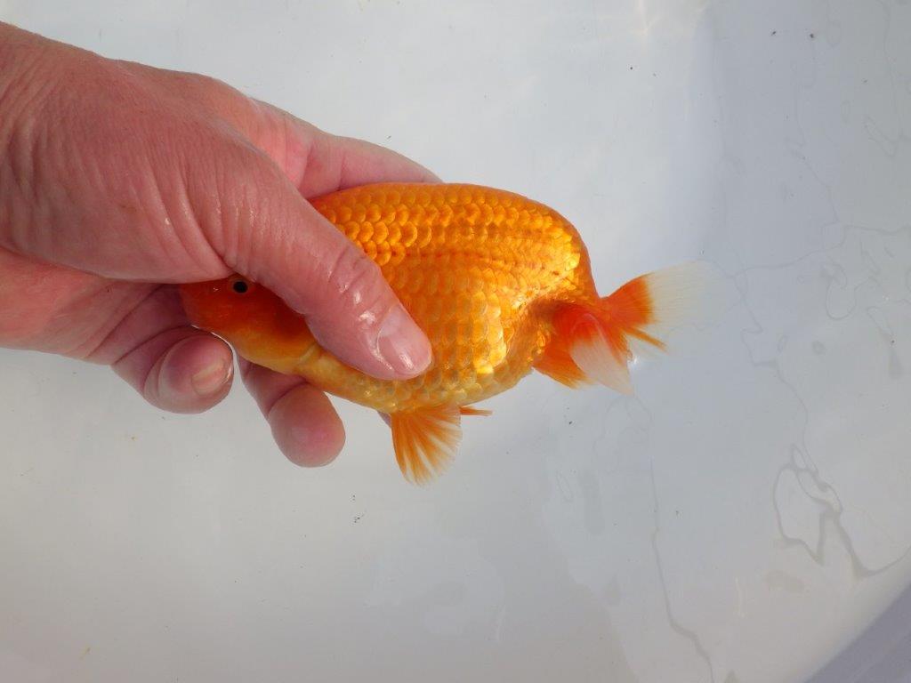 【浜松　津島　喜至　氏】タネにお勧め系統　H　約15,5㎝