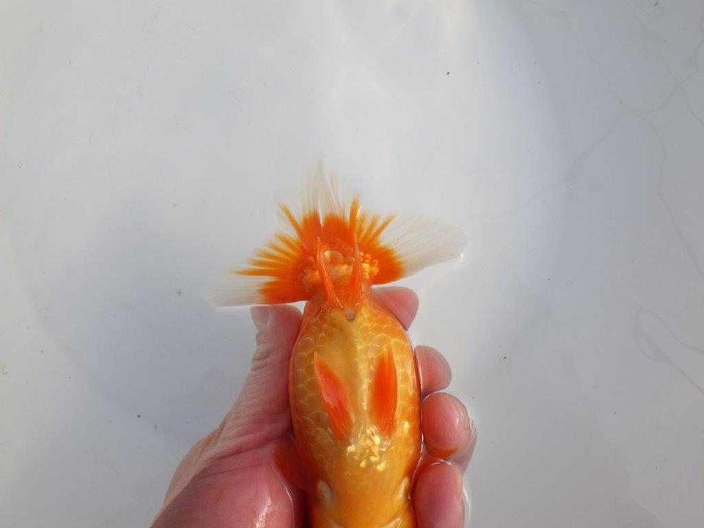 【浜松　津島　喜至　氏】タネにお勧め系統　H　約15,5㎝