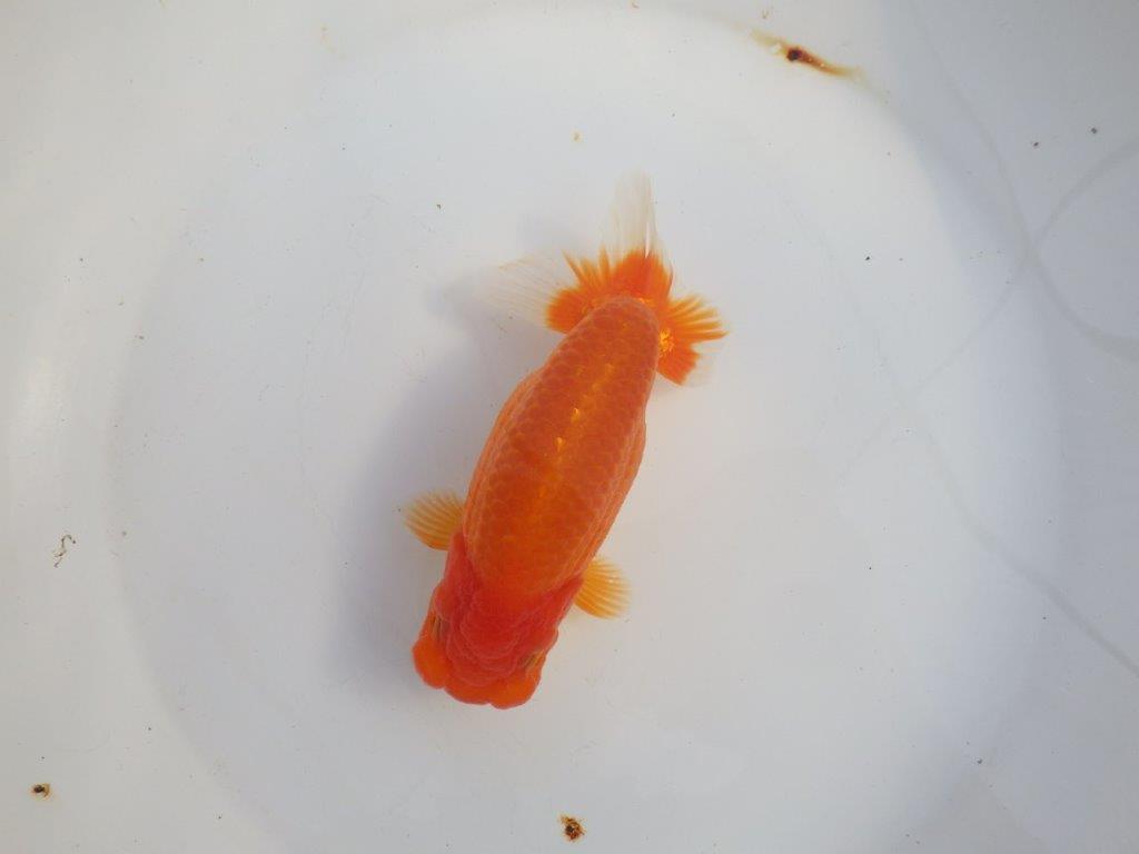 【浜松　津島　喜至　氏】タネにお勧め系統　H　約15,5㎝