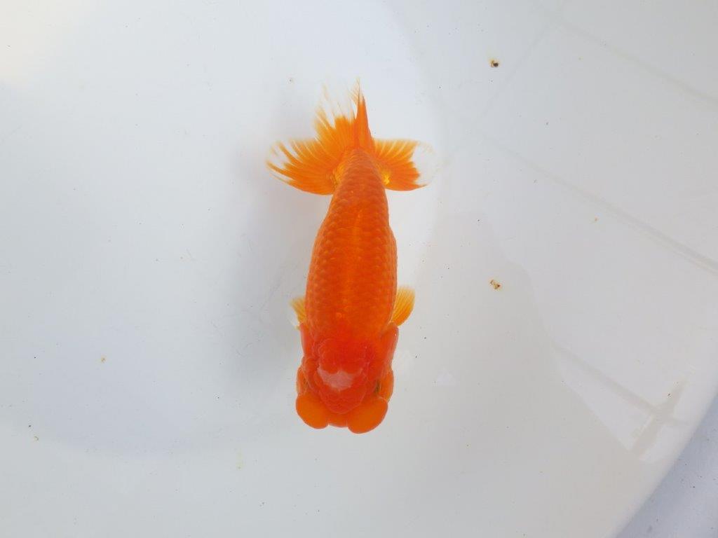 【全国大会東大関獲得系統 】素晴らしいフンタンの発育 明け二歳らんちゅう 約1６㎝  オス？