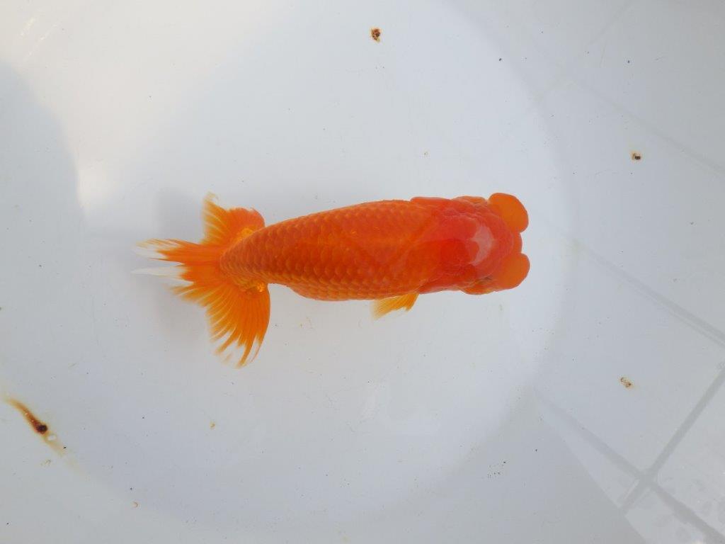 【全国大会東大関獲得系統 】素晴らしいフンタンの発育 明け二歳らんちゅう 約1６㎝  オス？