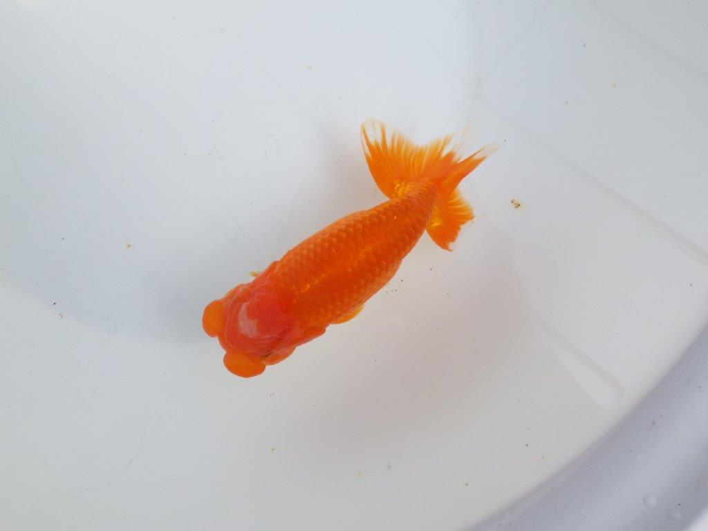 【全国大会東大関獲得系統 】素晴らしいフンタンの発育 明け二歳らんちゅう 約1６㎝  オス？