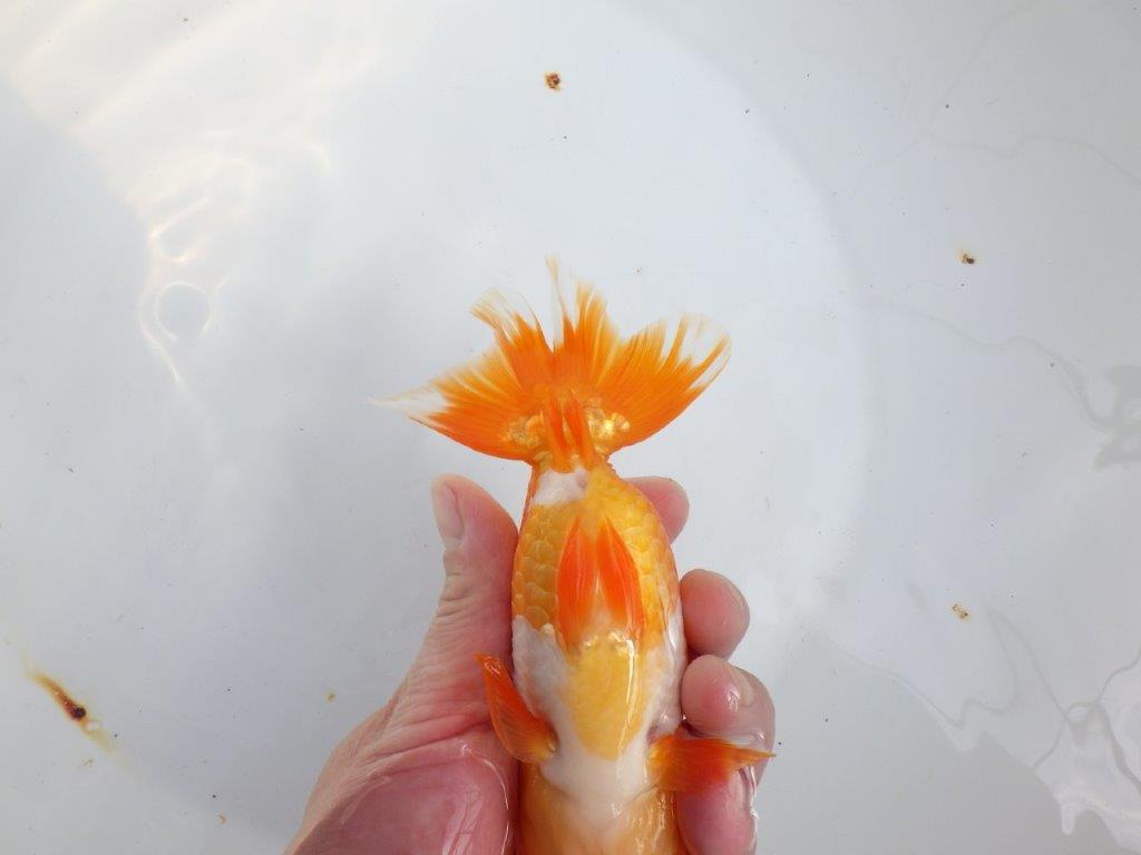 【全国大会東大関獲得系統 】素晴らしいフンタンの発育 明け二歳らんちゅう 約1６㎝  オス？