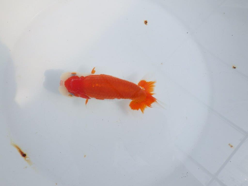 【全国大会東大関獲得系統 】綺麗な柄の更紗 明け二歳らんちゅう 約14㎝  オス？