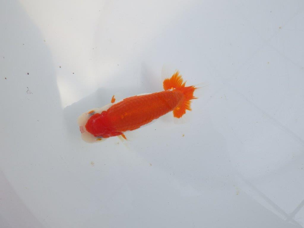 【全国大会東大関獲得系統 】綺麗な柄の更紗 明け二歳らんちゅう 約14㎝  オス？