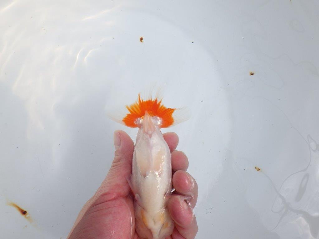 【全国大会東大関獲得系統 】綺麗な柄の更紗 明け二歳らんちゅう 約14㎝  オス？